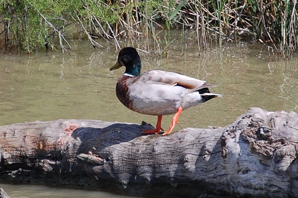 Anatidi della Camargue - 1 - Germano reale